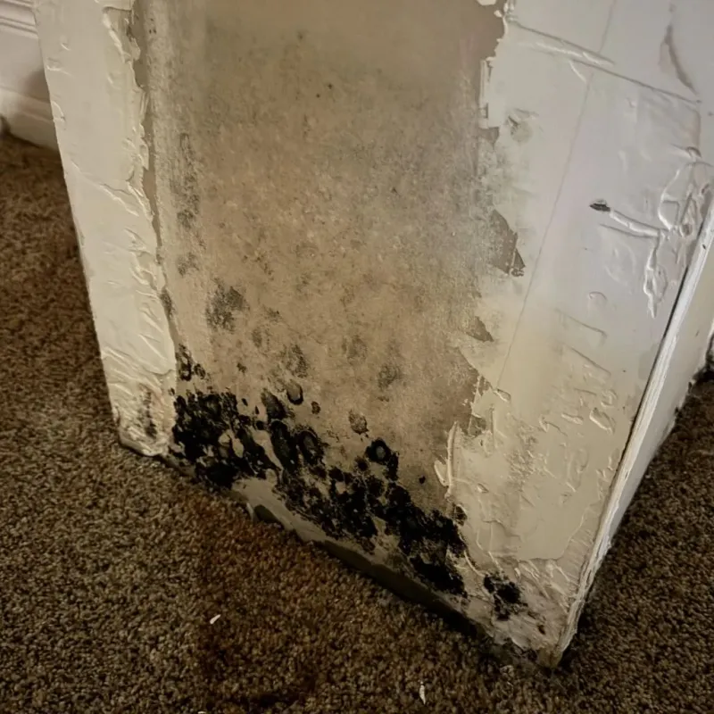 Professional Mold Removal in Lluveras, PR